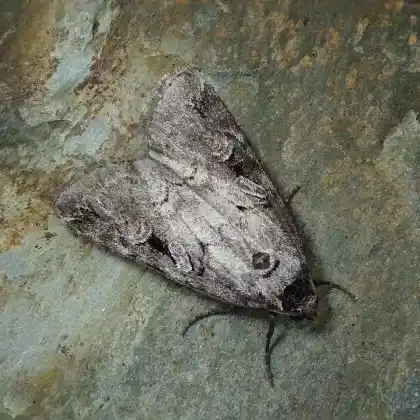 Foto von Drahtschmieleneule (Stilbia anomala)