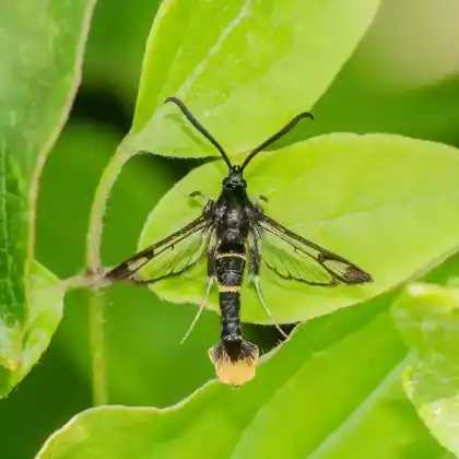 Foto von Schneeball-Glasflügler (Synanthedon andrenaeformis)