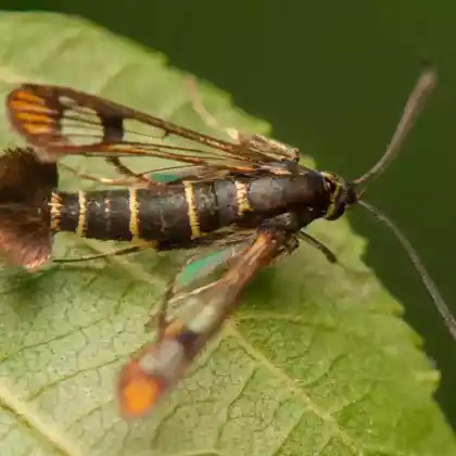 Foto von Alteichen-Glasflügler (Synanthedon conopiformis)