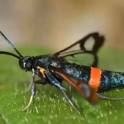 Foto von Rotgeringter Birken-Glasflügler (Synanthedon culiciformis)