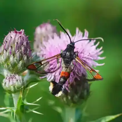 Foto von Rotbauchiger Weiden-Glasflügler (Synanthedon formicaeformis)