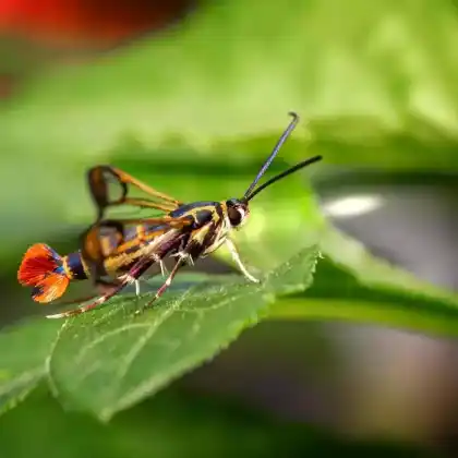 Foto von Mistel-Glasflügler (Synanthedon loranthi)
