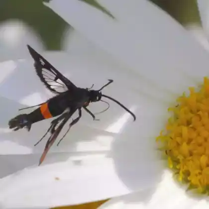 Foto von Apfel-Glasflügler (Synanthedon myopaeformis)