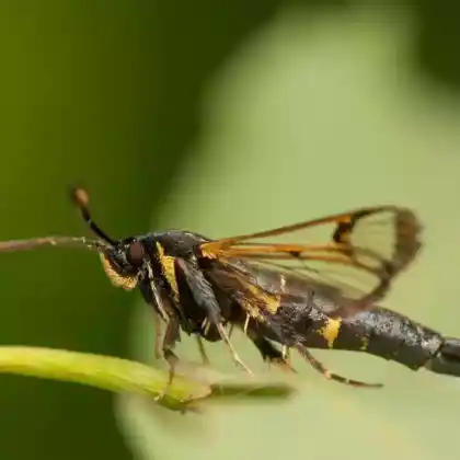 Foto von Erlen-Glasflügler (Synanthedon spheciformis)
