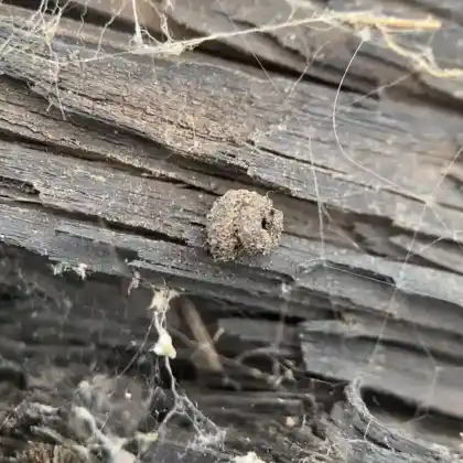 Foto von Schneckenhaus-Sackträger (Apterona helicoidella)