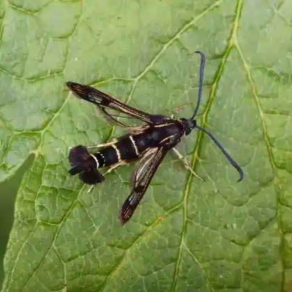 Foto von Johannisbeer-Glasflügler (Synanthedon tipuliformis)