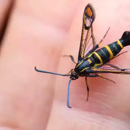 Foto von Rotbindiger Eichen-Glasflügler (Synanthedon vespiformis)