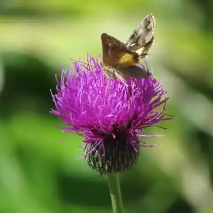 Foto von Lärchen-Goldeule (Syngrapha ain)