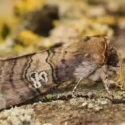 Foto von Augen-Wollrückenspinner (Tethea ocularis)