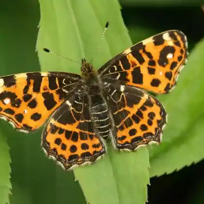 Foto von Landkärtchen (Araschnia levana)