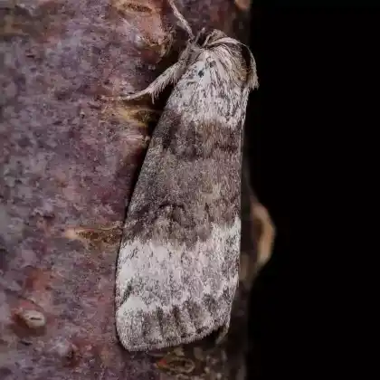 Foto von Weißstreifen-Wollrückenspinner (Tetheella fluctuosa)