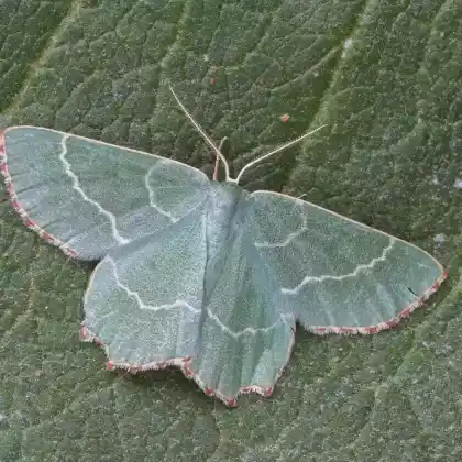 Foto von Scheckspanner (Thalera fimbrialis)