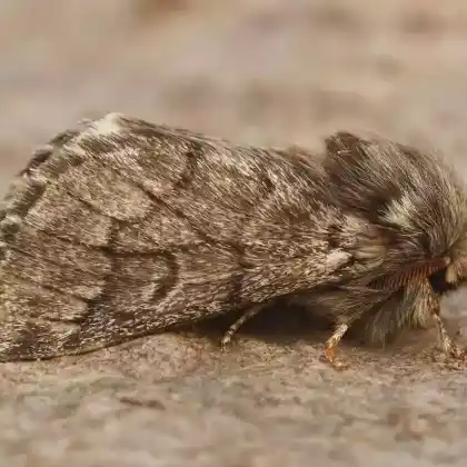 Foto von Fichten-Prozessionsspinner (Thaumetopoea pityocampa)