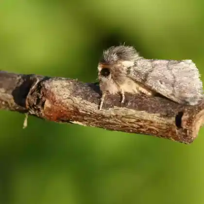 Foto von Eichen-Prozessionsspinner (Thaumetopoea processionea)