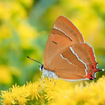 Foto von Nierenfleck-Zipfelfalter (Thecla betulae)