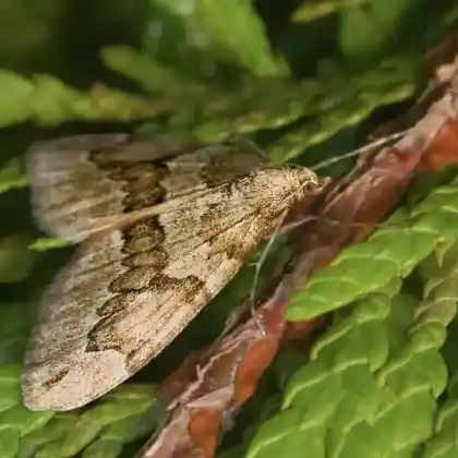 Foto von Grauer Wacholder-Blattspanner (Thera juniperata)
