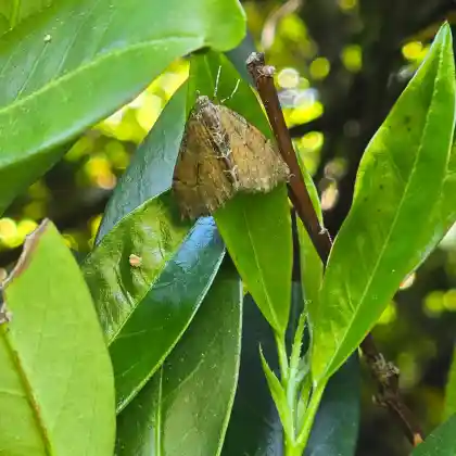 Foto von Brauner Kiefernwald-Blattspanner (Thera obeliscata)