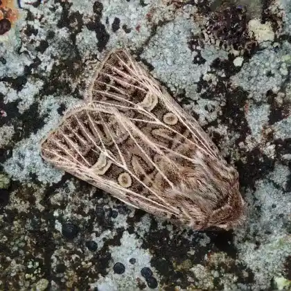 Foto von Weißgerippte Lolcheule (Tholera decimalis)