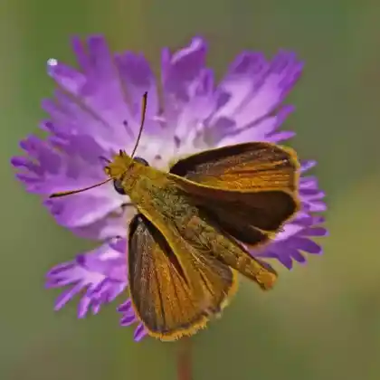Foto von Mattscheckiger Braundickkopffalter (Thymelicus acteon)