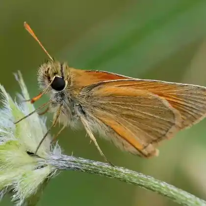 Foto von Braunkolbiger Braundickkopf (Thymelicus sylvestris)