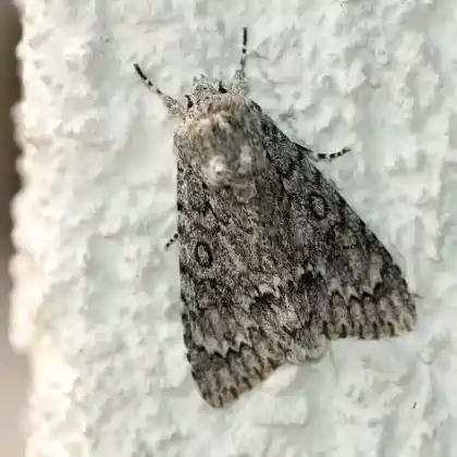 Foto von Ahorn-Rindeneule (Acronicta aceris)