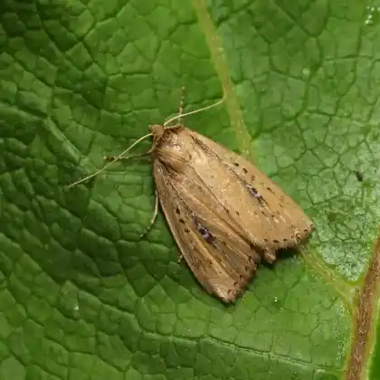Foto von Schilf-Röhrichteule (Archanara dissoluta)