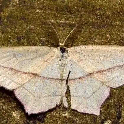 Foto von Raukenspanner (Timandra griseata)