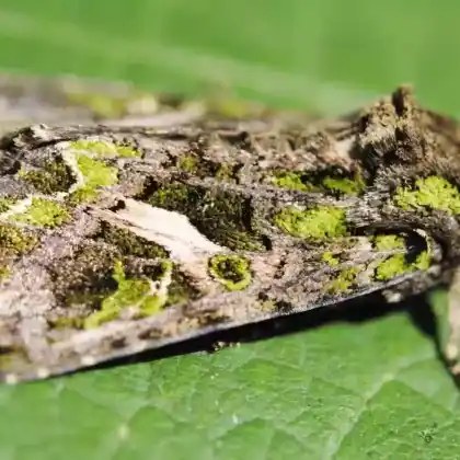 Foto von Meldeneule (Trachea atriplicis)