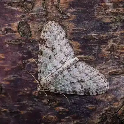 Foto von Blaßgrauer Lappenspanner (Trichopteryx carpinata)