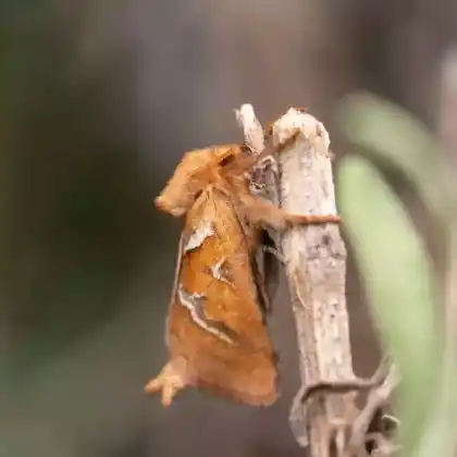 Foto von Ampfer-Wurzelbohrer (Triodia sylvina)