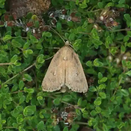 Foto von Zwillingspunkteule (Archanara geminipuncta)