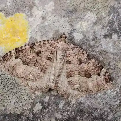 Foto von Olivbrauner Kreuzdorn-Blattspanner (Triphosa dubitata)