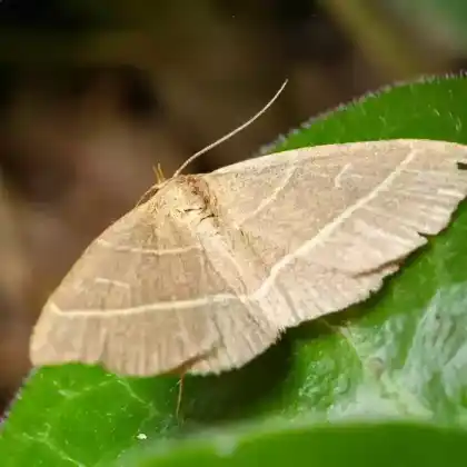 Foto von Gelblinien-Spannereule (Trisateles emortualis)