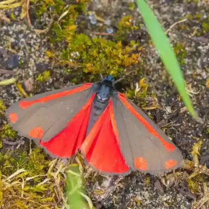 Foto von Jakobskraut-Bär (Tyria jacobaeae)