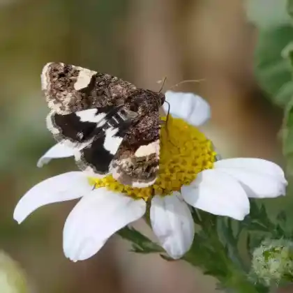 Foto von Ackerwinden-Trauereule (Tyta luctuosa)