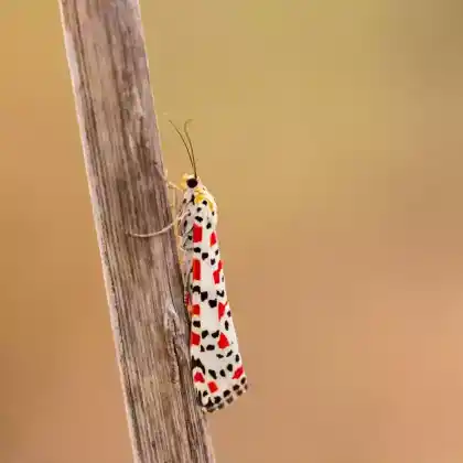 Foto von Punktbär (Utetheisa pulchella)
