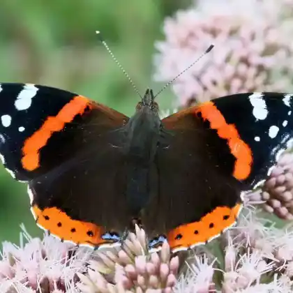 Foto von Admiral (Vanessa atalanta)