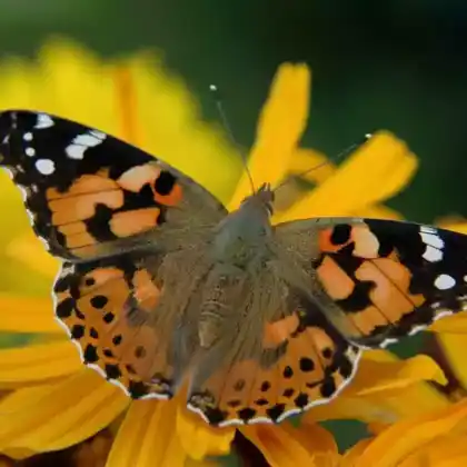 Foto von Distelfalter (Vanessa cardui)