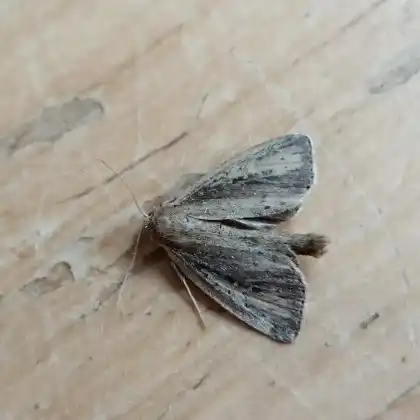 Foto von Kleine Röhrichteule (Archanara neurica)