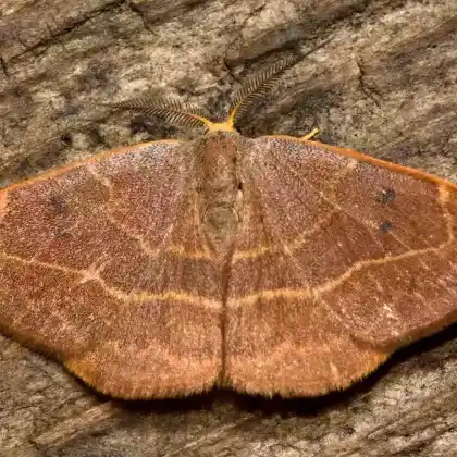 Foto von Eichen-Sichelflügler (Watsonalla binaria)