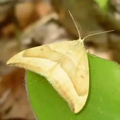 Foto von Buchen-Sichelflügler (Watsonalla cultraria)