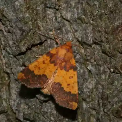 Foto von Rotbuchen-Gelbeule (Xanthia aurago)