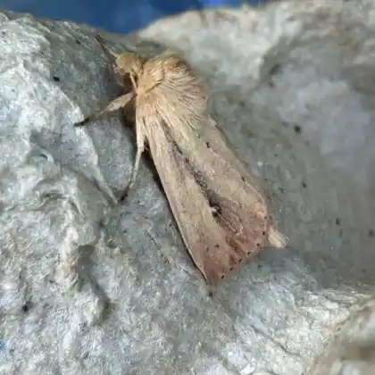 Foto von Igelkolben-Röhrichteule (Archanara sparganii)