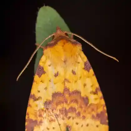Foto von Feurige Weiden-Gelbeule (Xanthia togata)