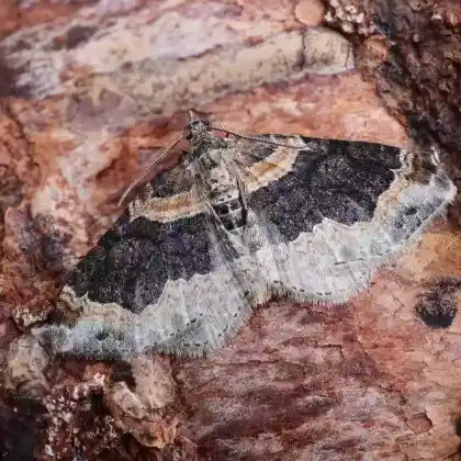 Foto von Aschgrauer Labkraut-Blattspanner (Xanthorhoe ferrugata)