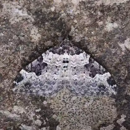 Foto von Gemeiner Blattspanner (Xanthorhoe fluctuata)