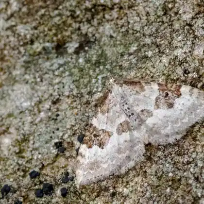 Foto von Bergwald-Blattspanner (Xanthorhoe montanata)