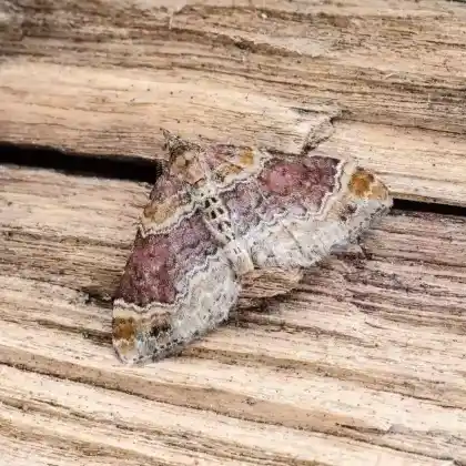 Foto von Gebänderter Labkraut-Blattspanner (Xanthorhoe spadicearia)