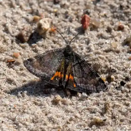 Foto von Mittleres Jungfernkind (Archiearis notha)