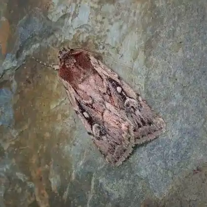 Foto von Heidekraut-Erdeule (Xestia agathina)